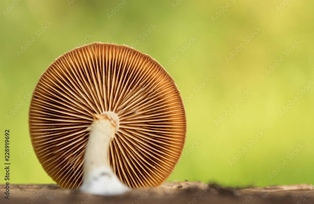 Forest mushroom closeup macro Forest mushroom closeup macro