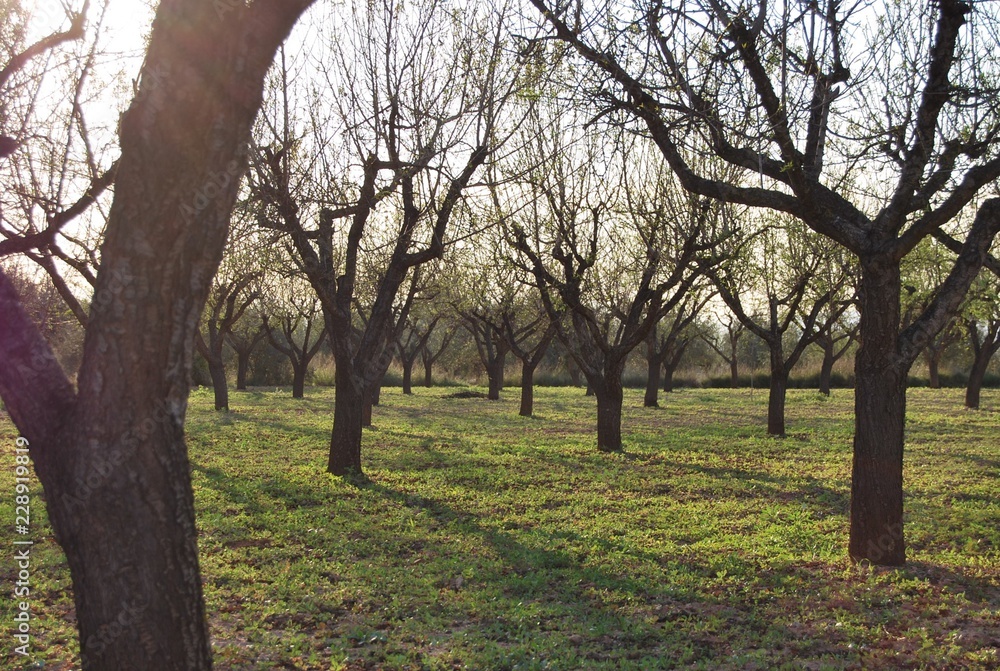 Spanish Olive Grove