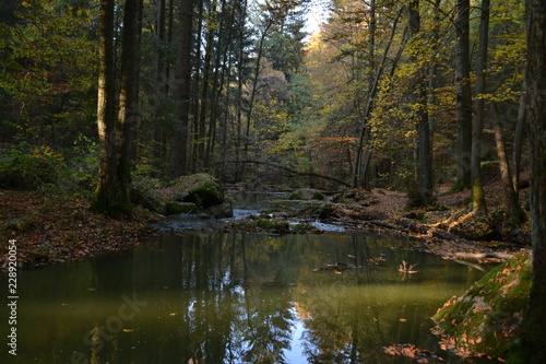 River in the autumn forest