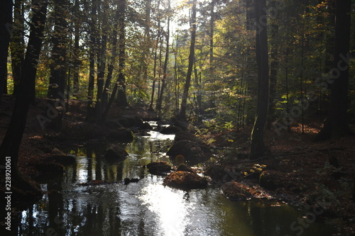 Fototapeta Naklejka Na Ścianę i Meble -  River in the autumn forest