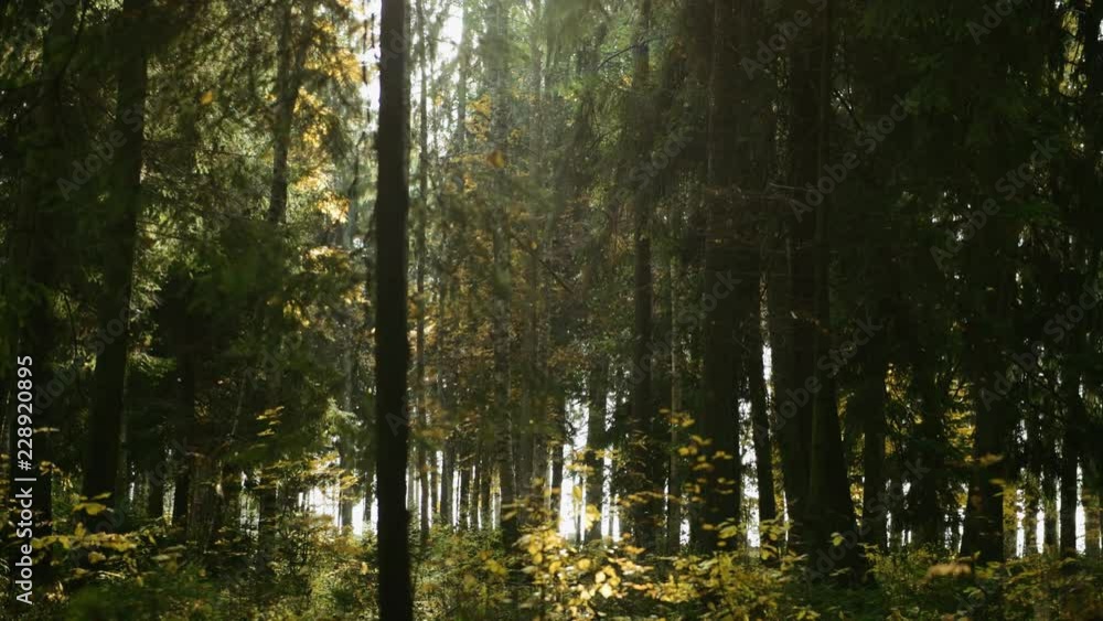 Sun rays make their way through the thick Pine Forest on a warm autumn day Sun rays make their way through the thick Pine Forest on a warm autumn day