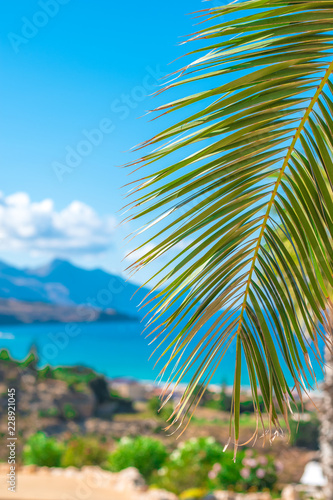 Beautiful palm branch. A bright, sunny day in Sicily, Italy.