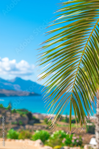 Beautiful palm branch. A bright  sunny day in Sicily  Italy.