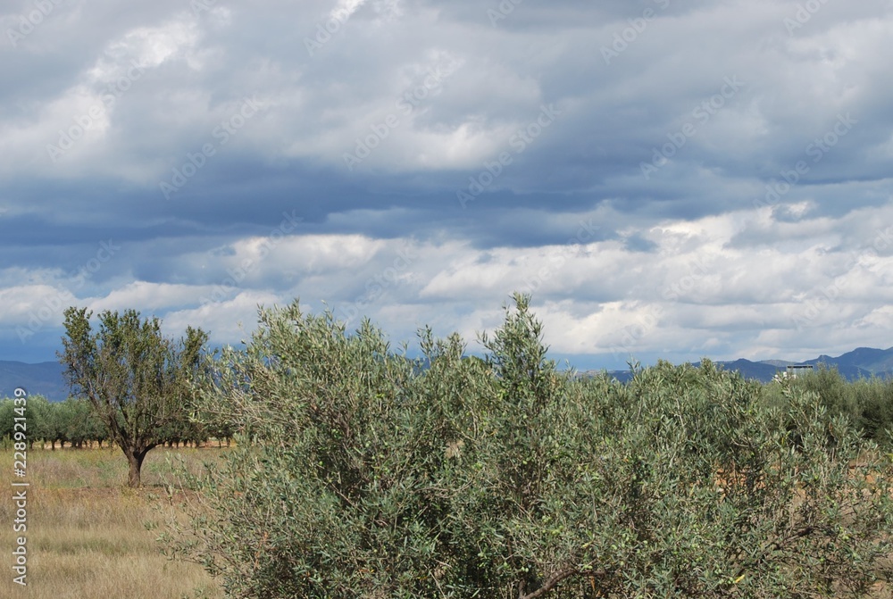 Obraz premium Brilliant Blue Sky