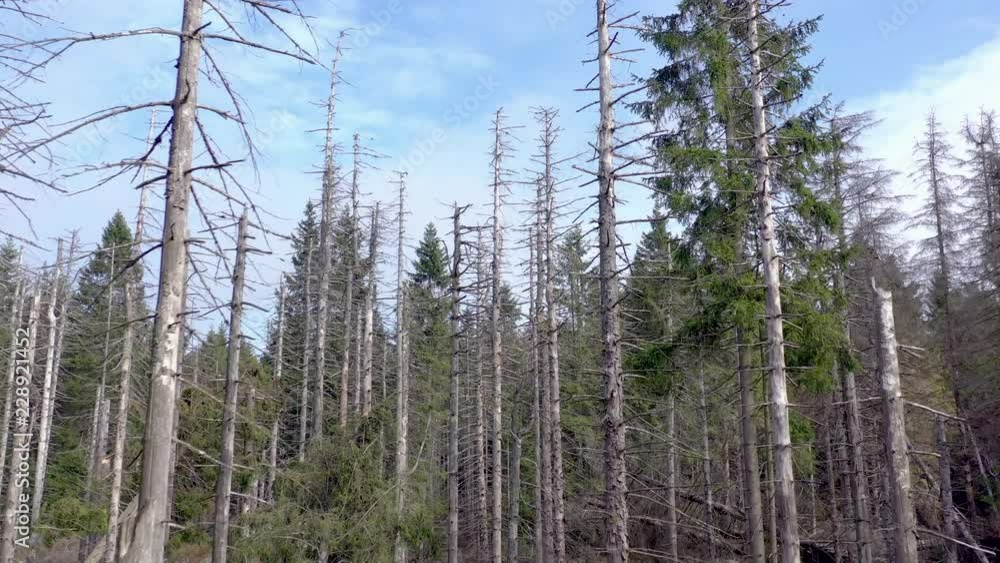 Forest Killed and Destroyed By Bark Beetle Infestation Forest Killed and Destroyed By Bark Beetle Infestation