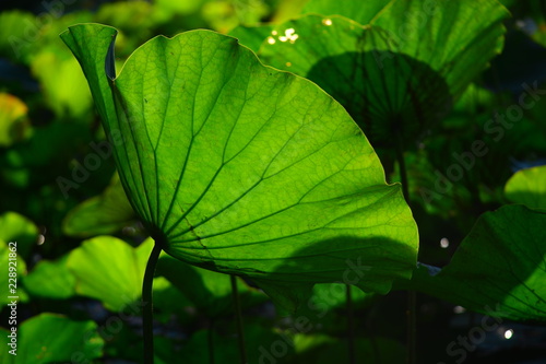 green lotus leaf in the pool