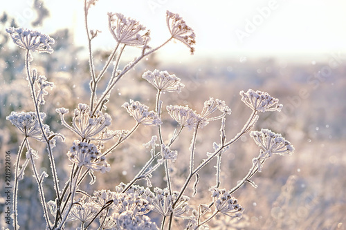 beautiful winter landscape. frozen grass, gentle snowy natural background. frosty weather. cold winter season. new year, Christmas holiday