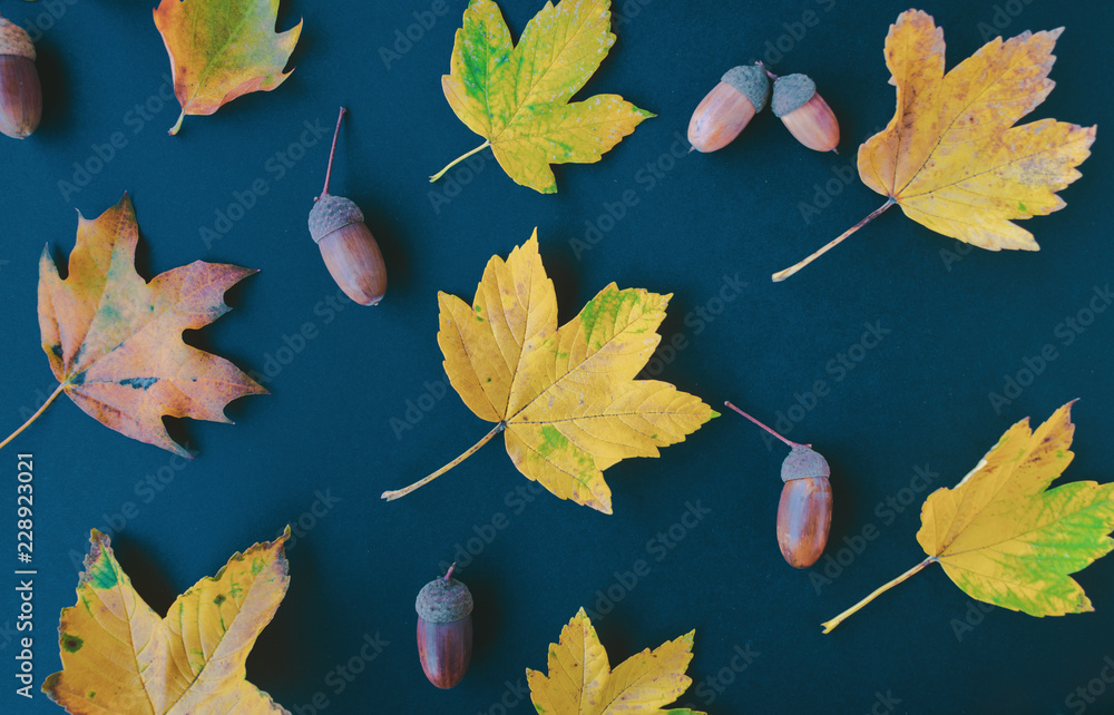 Top view of a flat lay with green, yellow and brown leaves and acorns on dark blue background. Seamless pattern. Autumnal background.
