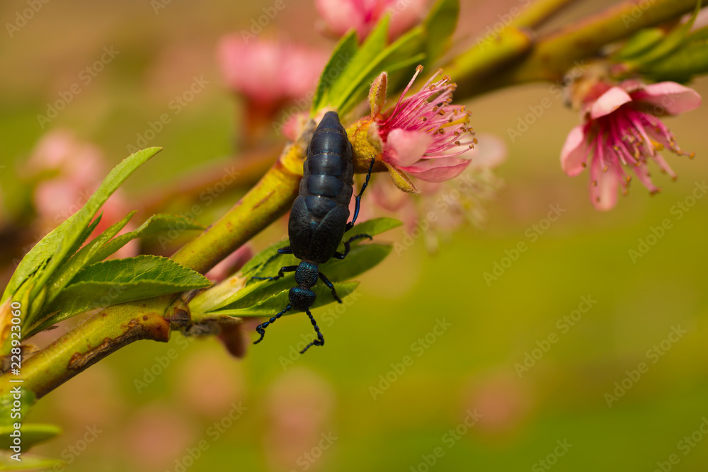 Peach blossom in April. Pink flowers of fruit tree. Meloe proscarabaeus. Peach blossom in April. Pink flowers of fruit tree. Meloe proscarabaeus.