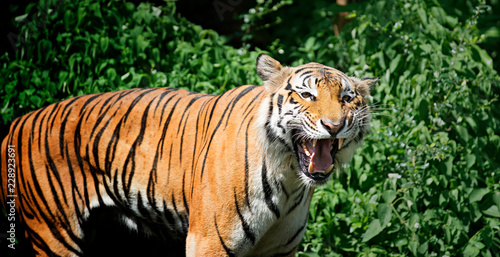 Fototapeta Naklejka Na Ścianę i Meble -  Bengal Tiger in forest