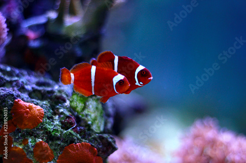 Goldflake Maroon Clownfish - Premnas biaculeatus photo