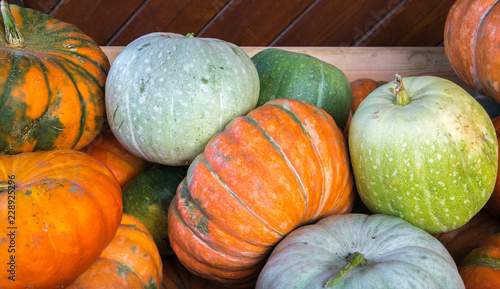 Autumnal harvest of ripened yellow, orange, green pumkins. Motley crop of pumpkins.
