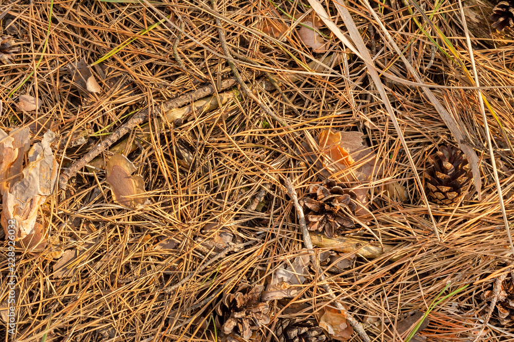 Fallen cones and spruce needles in the fall lie on the grass and moss close up. Copy space background. Fallen cones and spruce needles in the fall lie on the grass and moss close up. Copy space background.