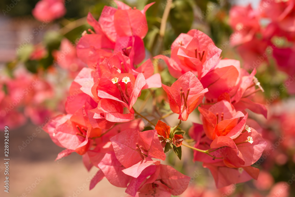 Obraz premium Red flower in the outdoors garden - Beautiful nature concept