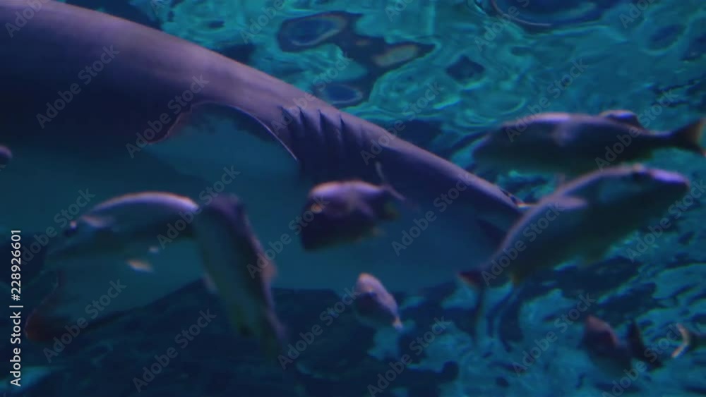 Dangerous Shark Hunts in School of Ocean Fish Dangerous Shark Hunts in School of Ocean Fish