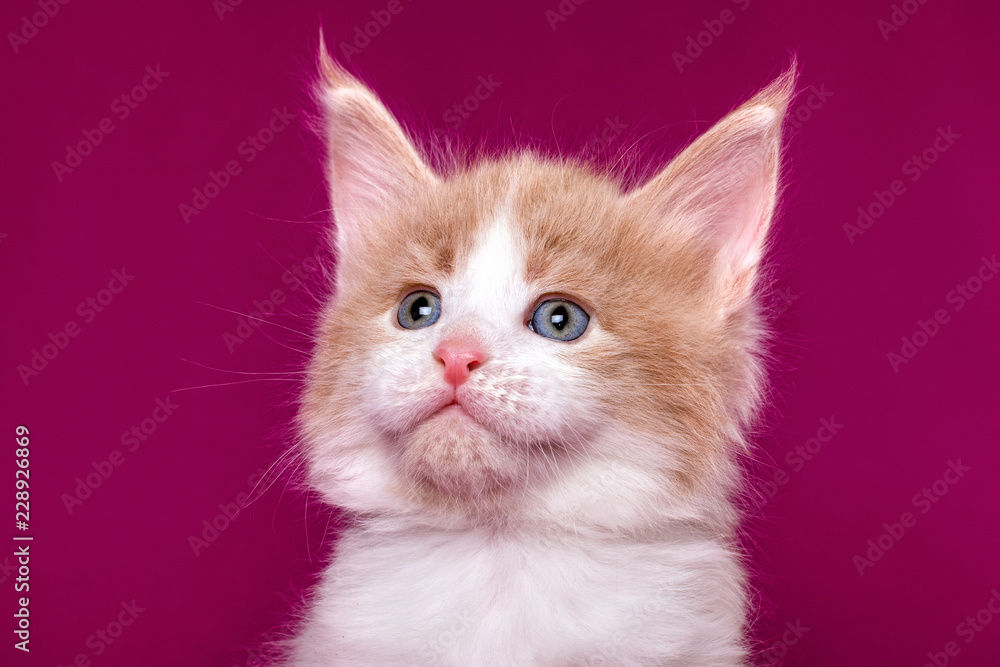 A very nice maine coon kitten on the pink back ground in a studio isolated.