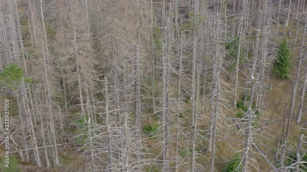 Forest Killed and Destroyed By Bark Beetle Infestation Forest Killed and Destroyed By Bark Beetle Infestation