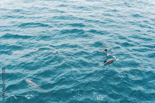 Group of dolphins jumping from open ocean. View from boat.