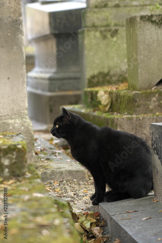 Paris,France-October 19,2018: Black cats in Montmartre cemetery in Paris, France © khunta