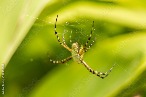 araña tejedora