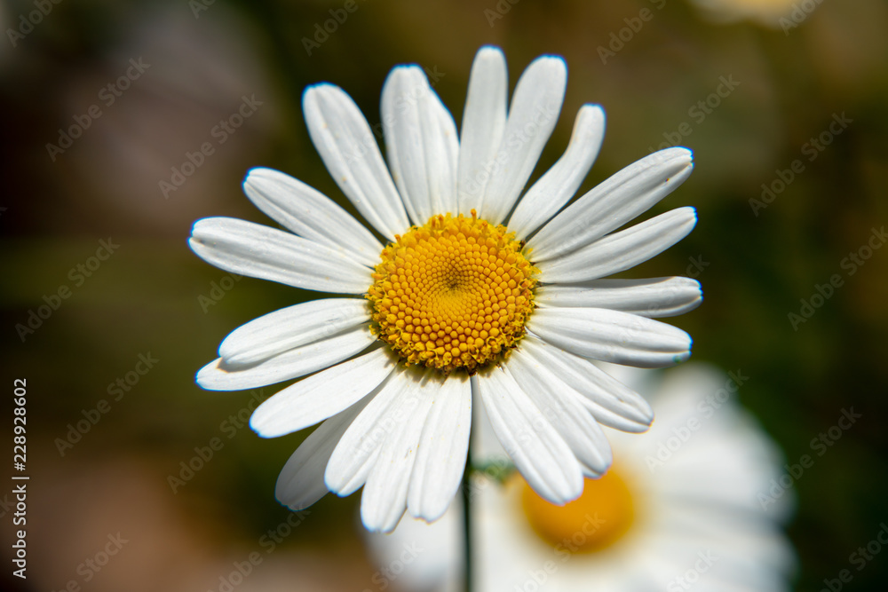 closeup of a daisy closeup of a daisy