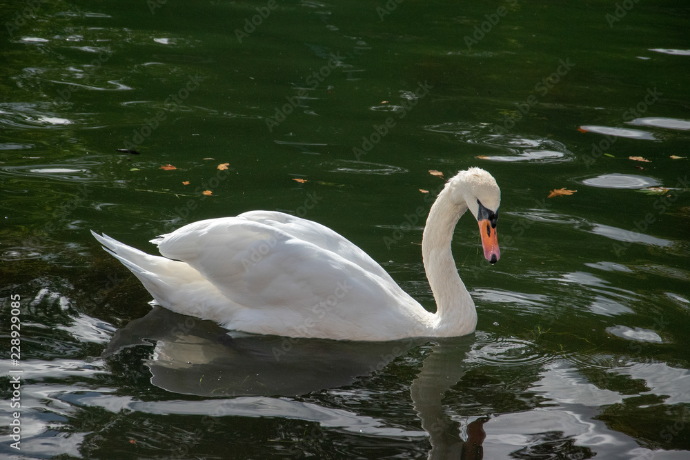 Close up of Swan (Cygnus) on calm water. Close up of Swan (Cygnus) on calm water.