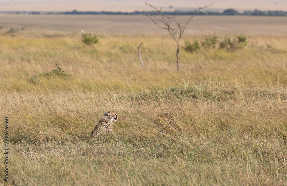 Cheetah, Acinonyx jubatus, cub in the tall grass with Maasai Mara landscape in background Cheetah, Acinonyx jubatus, cub in the tall grass with Maasai Mara landscape in background