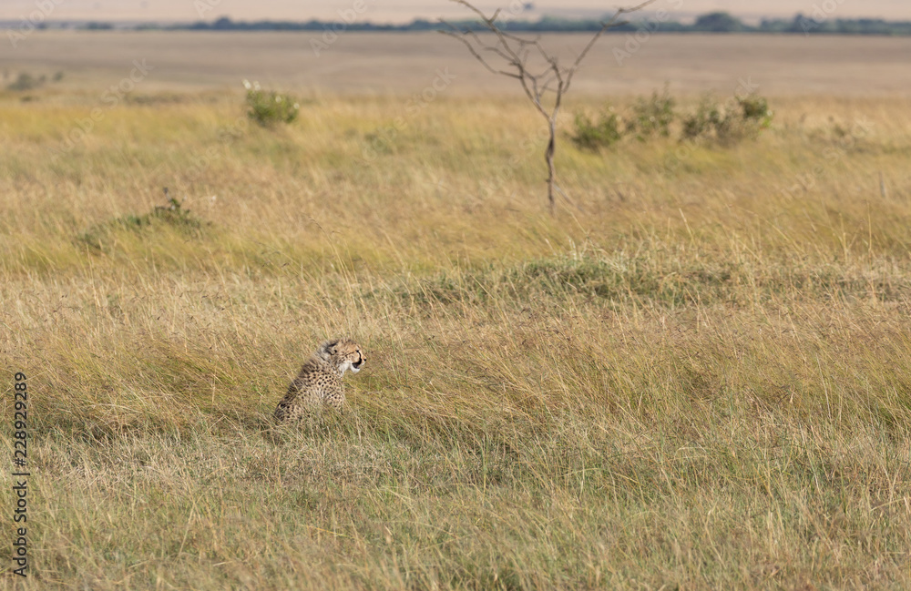 Cheetah, Acinonyx jubatus, cub in the tall grass with Maasai Mara landscape in background Cheetah, Acinonyx jubatus, cub in the tall grass with Maasai Mara landscape in background