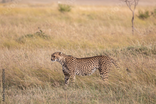 Female cheetah, Acinonyx jubatus, with her cub in the tall grass of the Maasai Mara savannah in Kenya, © Isabelle