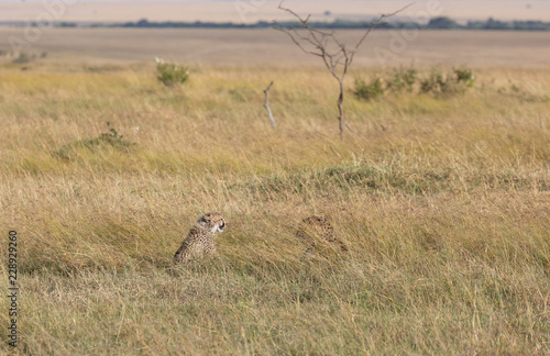 Cheetah, Acinonyx jubatus, cub in the tall grass with Maasai Mara landscape in background