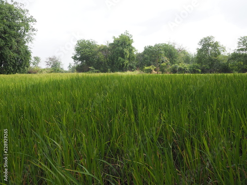 green rice file before harvest in summer