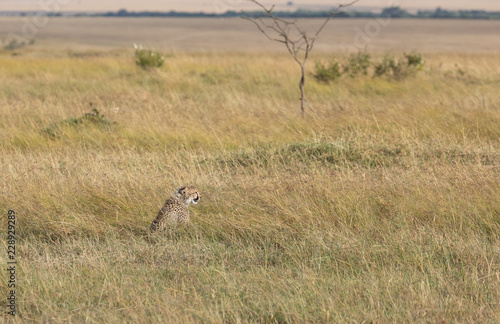 Cheetah, Acinonyx jubatus, cub in the tall grass with Maasai Mara landscape in background