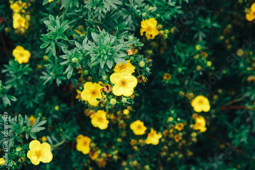 Garden yellow flowers background photo