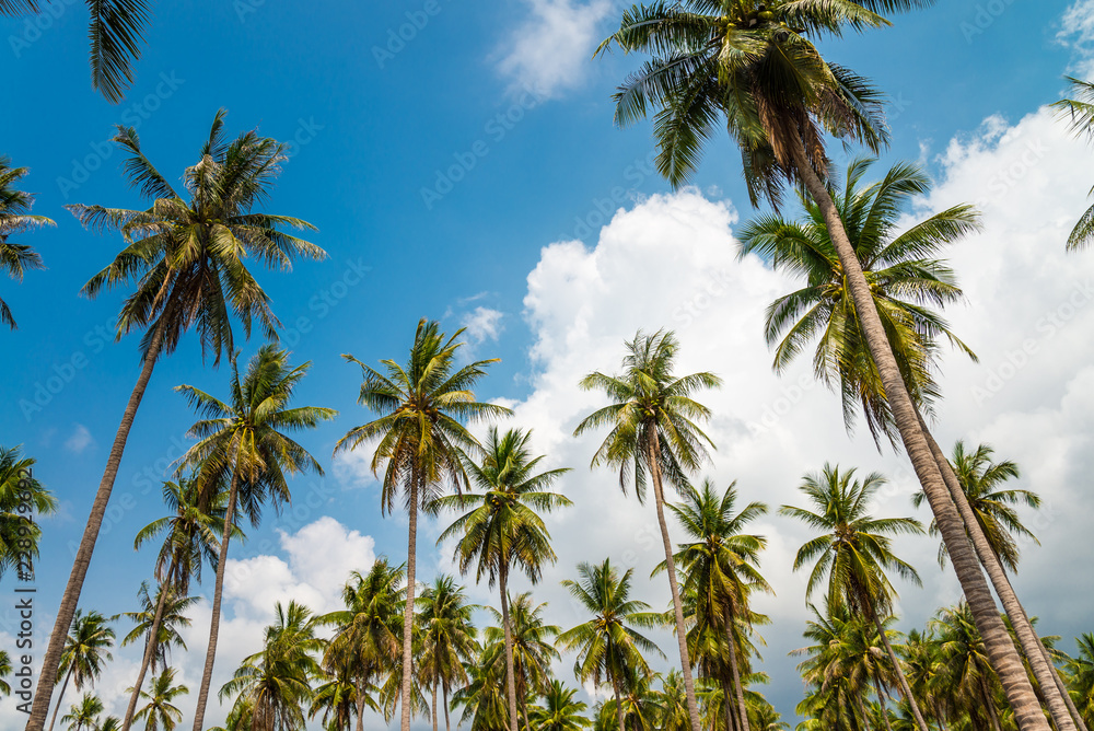 Coconut palm trees in sunny day with blue sky - Tropical summer breeze holiday