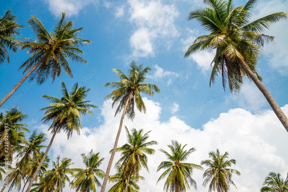 Coconut palm trees in sunny day with blue sky - Tropical summer beach holiday