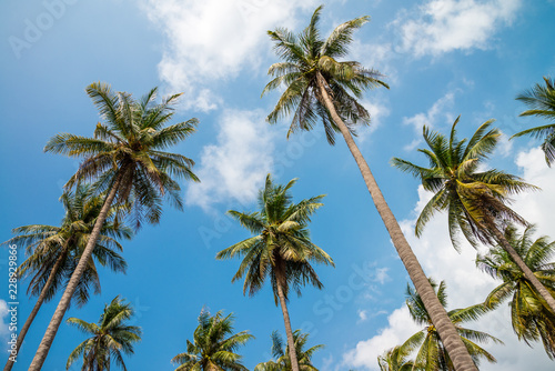 Coconut palm trees in sunny day with blue sky - Tropical summer beach holiday