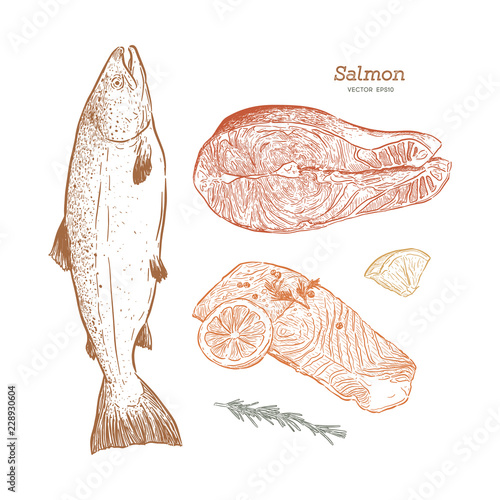 Ink sketch of salmon. Hand drawn vector illustration of fish