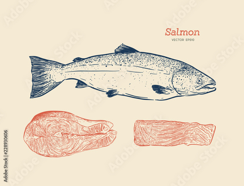 Obraz na płótnie Ink sketch of salmon. Hand drawn vector illustration of fish
