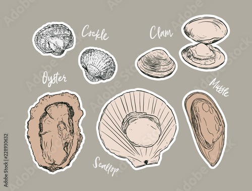Shell, Hand draw sketch vector. Seafood set.