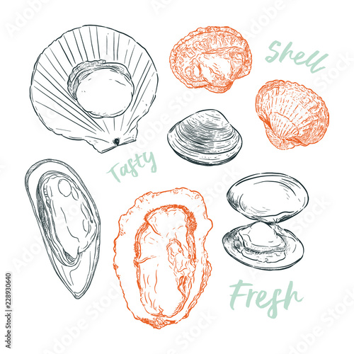 Shell, Hand draw sketch vector. Seafood set.