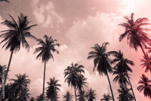 Coconut palm trees - Tropical summer beach holiday, Light leak effect © pla2na