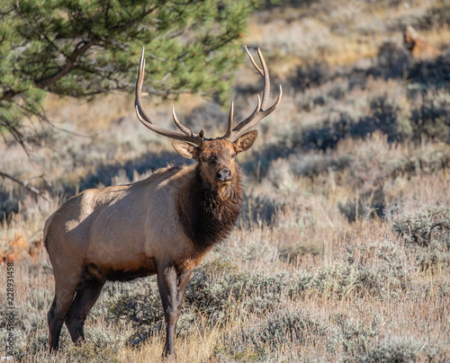 Bull Elk During Rut at Rocky Mountain National Park