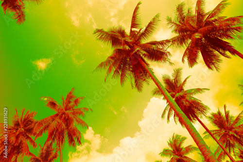 Coconut palm trees - Tropical summer beach holiday, Color fun tone