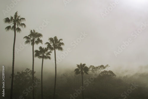 Palm trees with fog