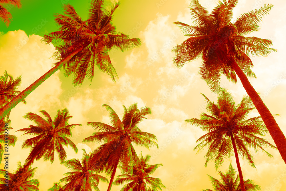 Coconut palm trees - Tropical summer beach holiday, Color fun tone