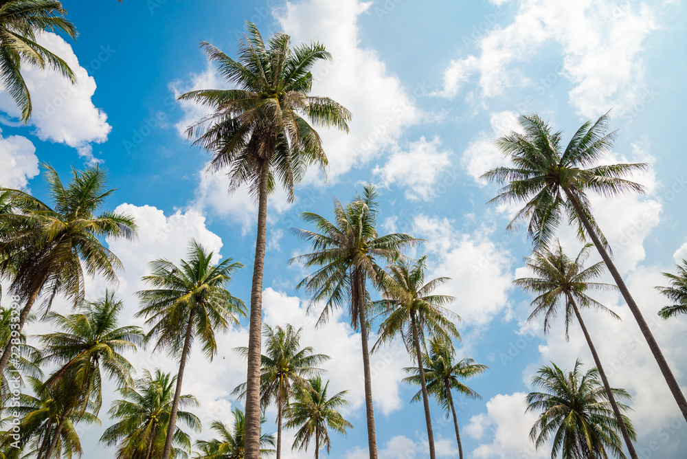 Coconut palm trees in sunny day with blue sky - Tropical summer breeze holiday