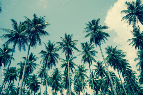 Coconut palm trees - Tropical summer beach holiday, Retro tone