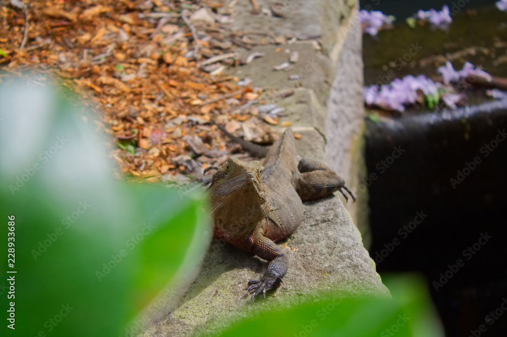 Fototapeta premium Eidechse