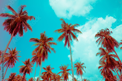 Fototapeta Naklejka Na Ścianę i Meble -  Coconut palm trees - Tropical summer beach holiday, Color fun tone