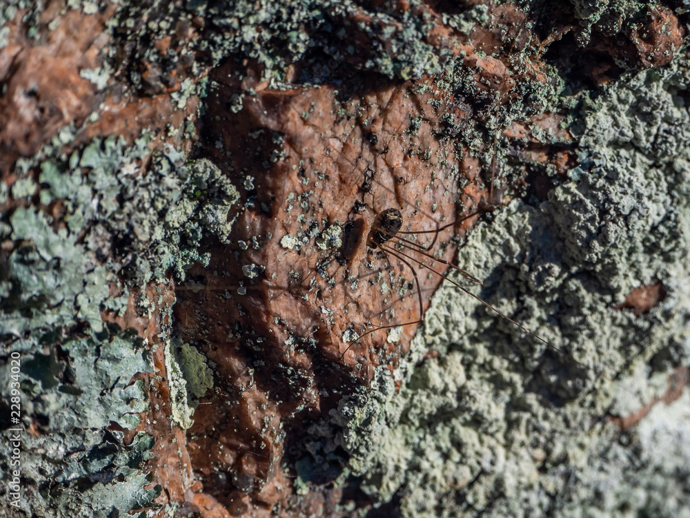 stone texture with moss on top in the Karelian forest stone texture with moss on top in the Karelian forest